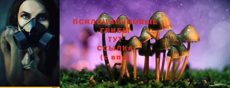 где купить   Медынь  Галлюциногенные грибы Psilocybine cubensis 