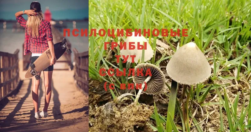 Псилоцибиновые грибы Cubensis Медынь